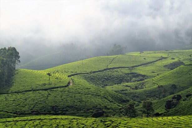 Munnar, Kerala