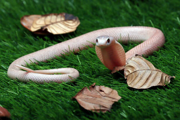 Snake Signs Every Family