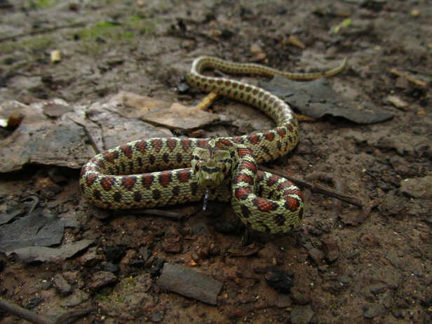 Snake shed skin found near a garden wall
