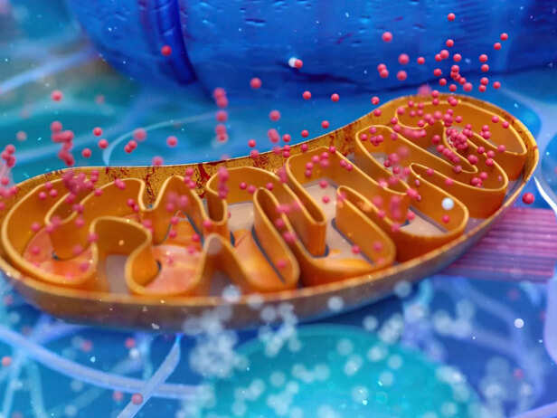 Your Body Repairs Millions of Cells Daily