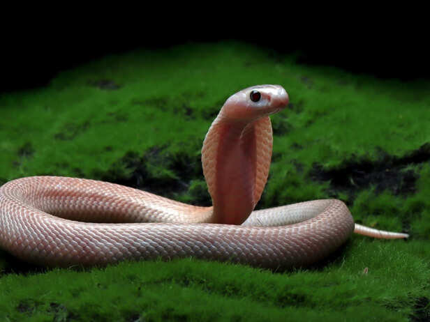 A Cobra in Its Natural Habitat