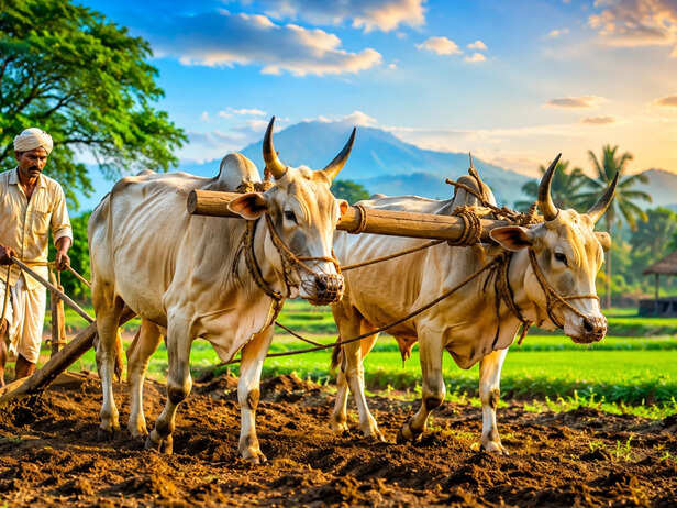 Farmer Ploughing the Field