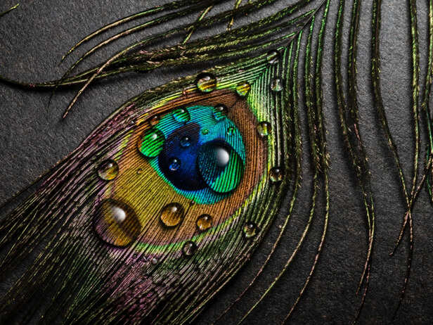 ​: Krishna with His Iconic Peacock Feather​