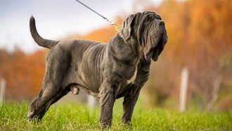 Mastiffs