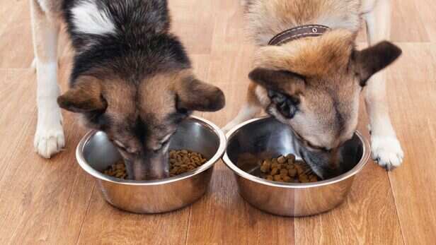 Why can dirty bowls be a problem?