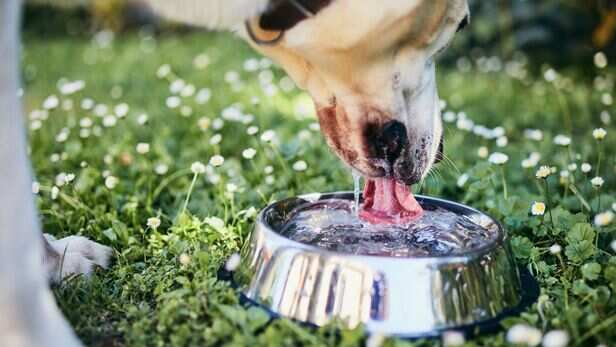 Don't forget the water bowl