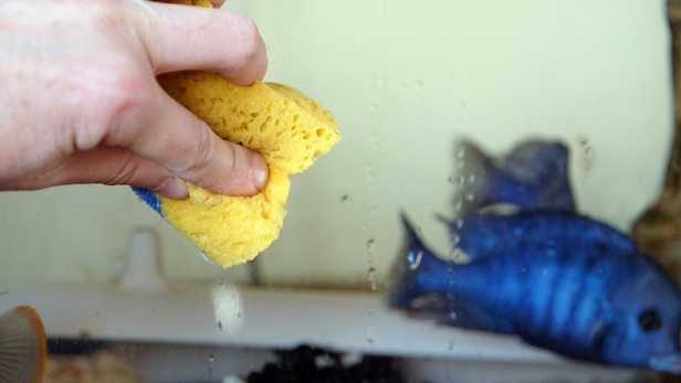 Clean the glass before it gets covered in algae
