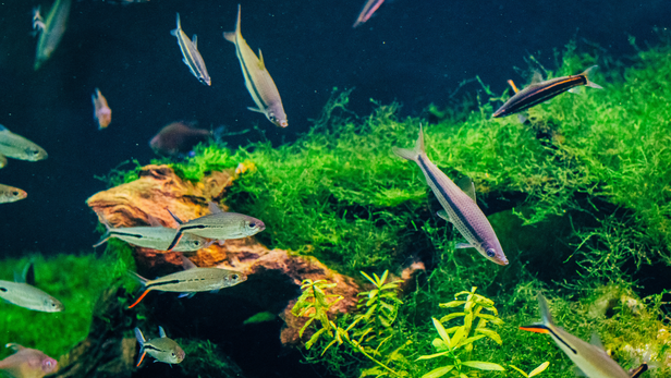 A clean tank doesn’t need to be a spotless tank
