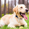 Labrador training tips