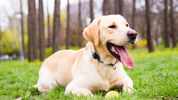 Labrador training tips
