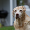 Labrador obedience training