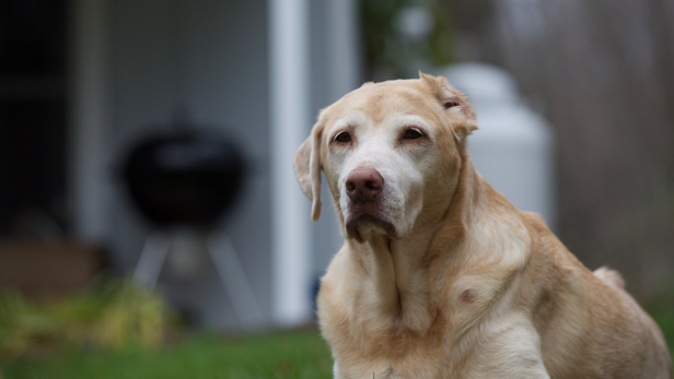 Labrador obedience training