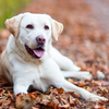 positive reinforcement dog training