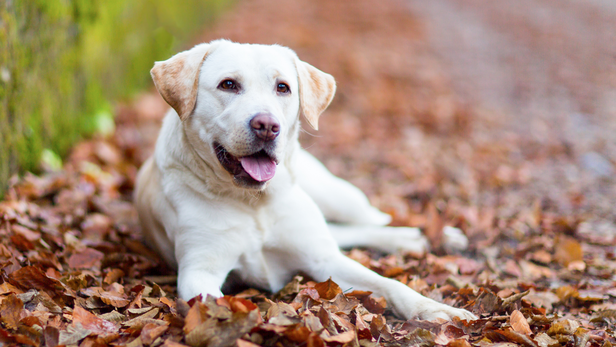 positive reinforcement dog training