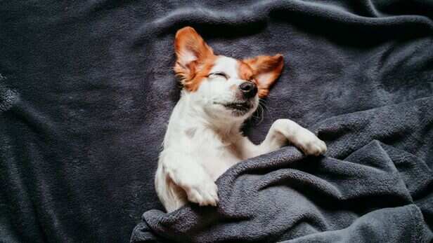 Pet Beds and Blankets