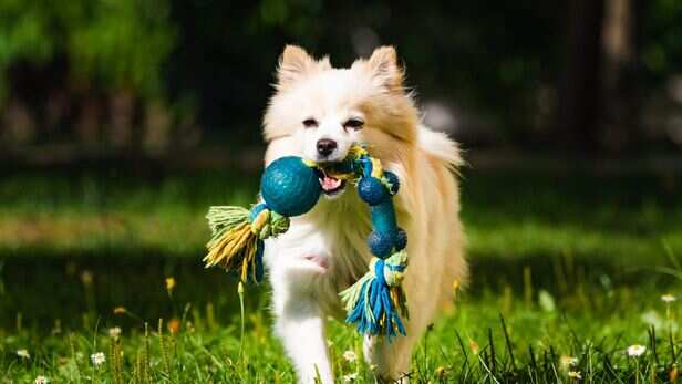 Pet toys