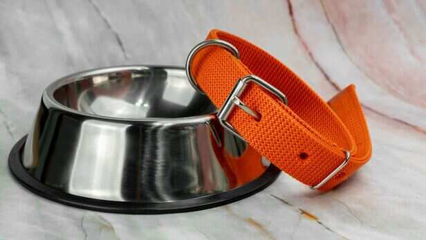 Leashes and collars
