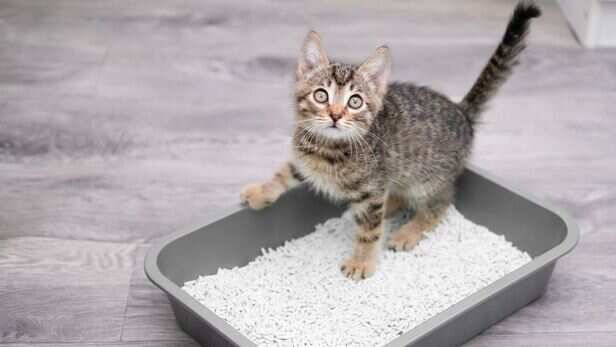 Litter boxes and their surrounding area