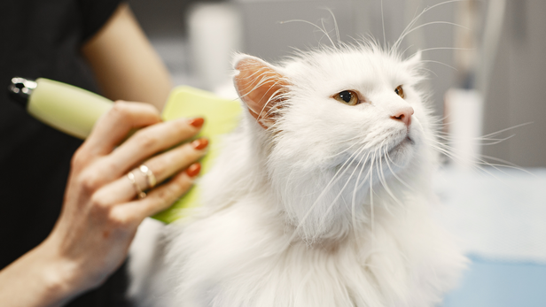 Brushing cat's hair