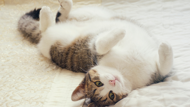 Laying cat in bed