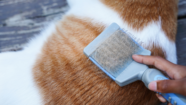 Brush hair when excessive fur is there