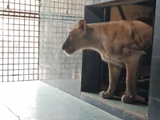 Junagadh's lions will roar in Bhopal's Van Vihar | गुजरात से एमपी पहुंचा  एशियाई शेरों का जोड़ा: भोपाल के वन विहार नेशनल पार्क के बाड़े में छोड़ा, नए  साल से देख ...