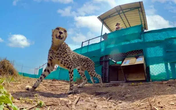 Kuno National Park News: The Talk Of Shifting Of Cheetahs From Kuno Is Just  A Rumour, Dfo Said This - Amar Ujala Hindi News Live - Kuno National Park:कूनो  नेशनल पार्क से