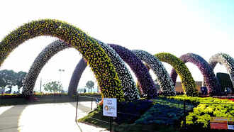flower8