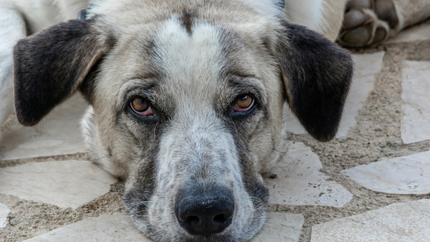 changes in dog bathroom habits