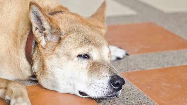 when to take your dog to the vet