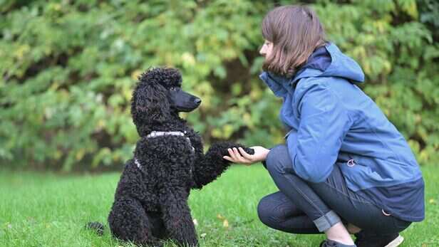 When your dog brings you its favourite toy