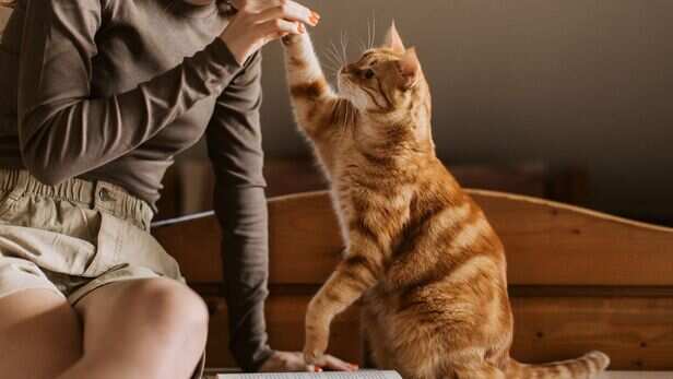 When your cat shows you its vulnerable side