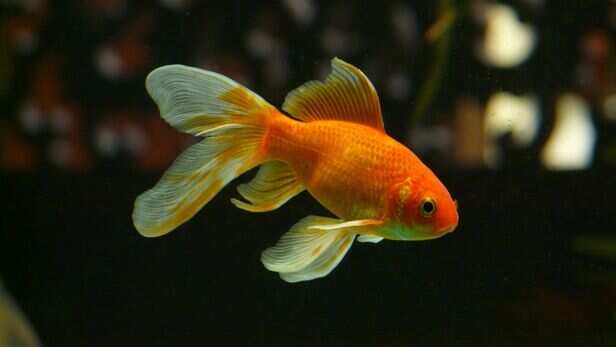 When your fish swims towards you