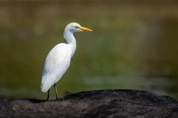 जीवन बदल देगा बगुले का ये खास गुण, हर काम में मिलेगी सफलता - Chanakya niti  says one quality of heron bagula bird makes you successful wealthy do  progress lifetime tviss