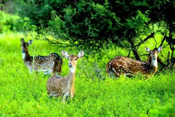 भारत की राष्ट्रीय वन नीति के मसौदे में तत्काल सुधार की आवश्यकता क्यों है?