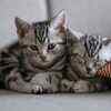 Your cat may be feeling safe and relaxed