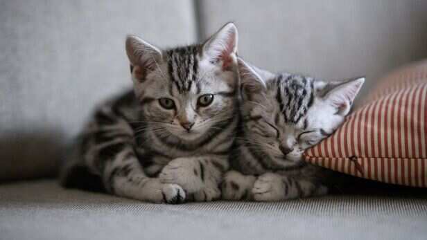Your cat may be feeling safe and relaxed