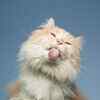 Should you stop your cat from kneading?