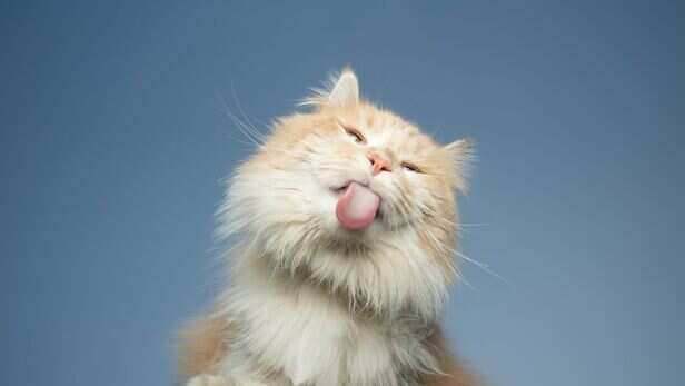 Should you stop your cat from kneading?
