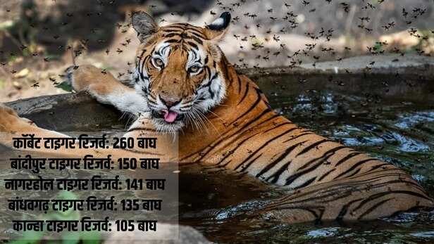 tiger-population