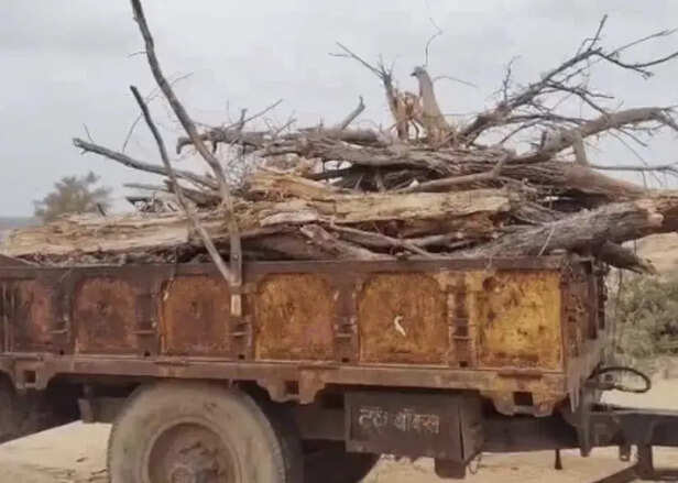 Khejri Tree Cutting in Rajasthan