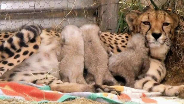 cheetah-project-india-kuno-jwala-reaches-rajasthan-rescue-operation