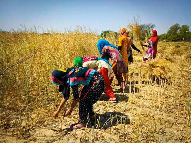 mustard-production-and-processing-in-rajasthan-2025