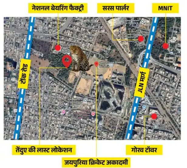 leopard-sighting-jaipur-gopalpura-rescue-operation