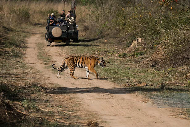 ranthambore-sariska-tiger-reserve-missing-tigers-search