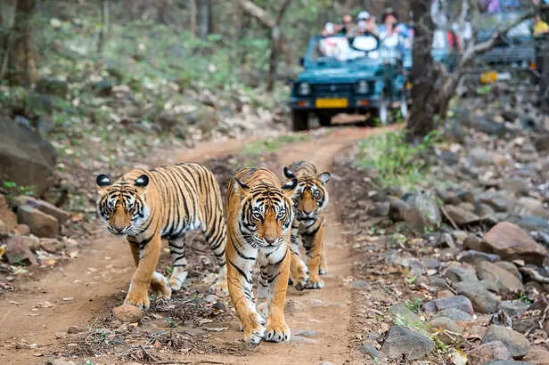 ranthambore-sariska-tiger-reserve-missing-tigers-search