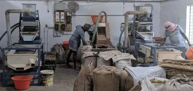 rajasthan-bajra-production-processing-issues-exports