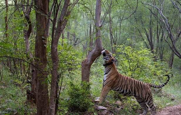 sariska-tiger-project-hotels-restaurants-action