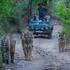 supreme-court-judges-trip-ranthambore-visit