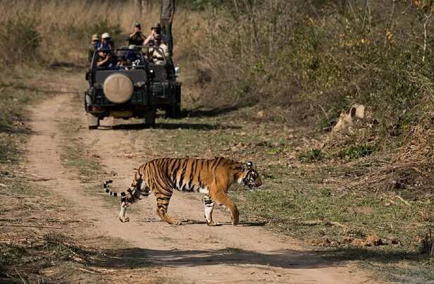 supreme-court-judges-trip-ranthambore-visit